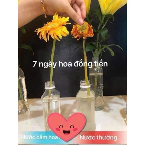 Nước Cắm Hoa Tươi Lâu Owell 350ml - Giữ Hoa Tươi Lâu Hơn