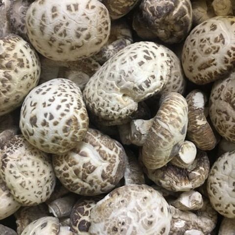Nấm Đông Cô Nhật 500g