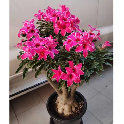 Hạt giống hoa sứ kép Thái Lan - Bịch 10 hạt – Mã số 2011