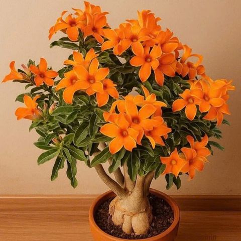 Hạt giống hoa sứ kép Thái Lan - Bịch 10 hạt – Mã số 2007