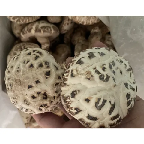Nấm Đông Cô NHẬT BẢN Khô 500g ( Nấm To, Trắng, Hàng Thượng Hạng ) Thơm Ngon, Giàu Dinh Dưỡng