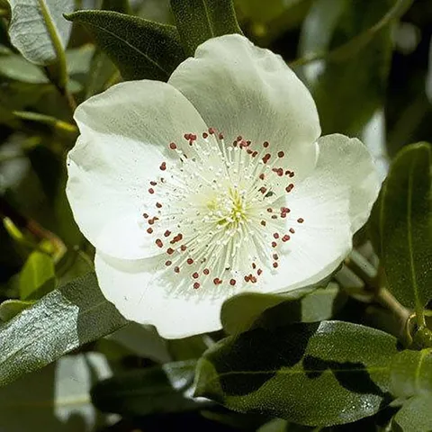 Mật ong LEATHERWOOD Úc