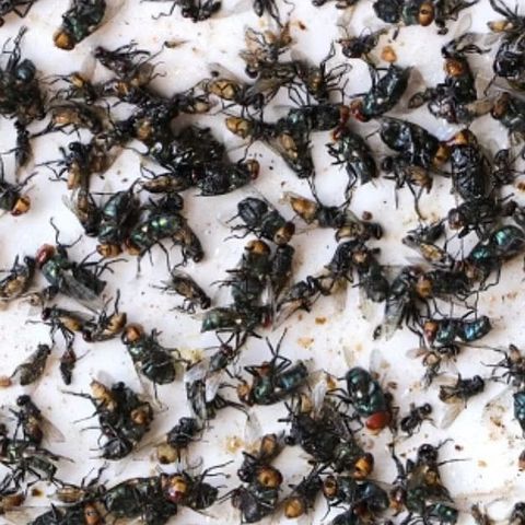 DIỆT RUỒI SINH HỌC HOPTRI TOPFLY10WG 20gam- Thế Hệ Mới, Hạ Gục Ruồi Ngay Khi Tiếp Xúc, Ăn Phải,Đường Sữa Trong Thuốc Sẵn