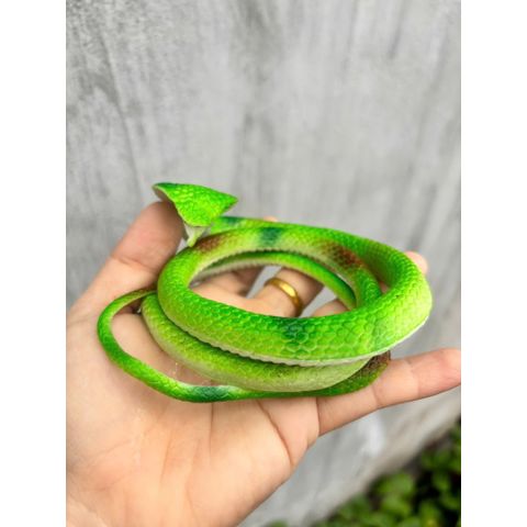 Rắn nhựa giả 75cm - Đồ chơi nhựa giả