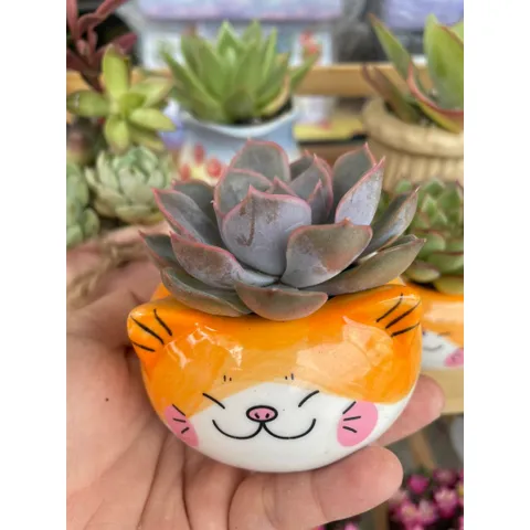 Chậu sen đá (có chậu sứ và có sen) hình mèo vàng dễ thương