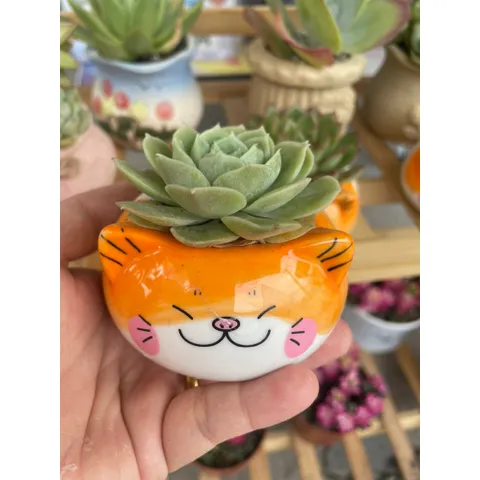 Chậu sen đá (có chậu sứ và có sen) hình mèo vàng dễ thương