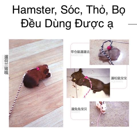 Dây dắt lụa mềm mịn cho chuột hamster, sóc, nhím, thỏ, bọ (60 màu tha hồ lựa)
