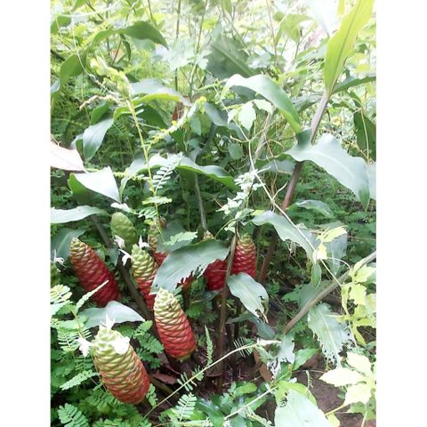 Hoa của cây gừng gió. riềng gió tươi 1kg .Khách đặt mới hái