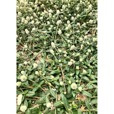 Cây Nở Ngày Đất Tươi 1kg.Khách đặt mới hái.