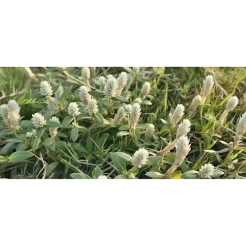 Cây Nở Ngày Đất Tươi 1kg.Khách đặt mới hái.