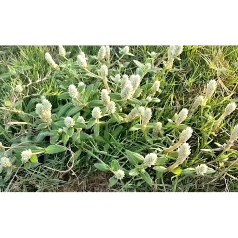 Cây Nở Ngày Tươi 1kg .Nhiều công dụng trong Đông y.