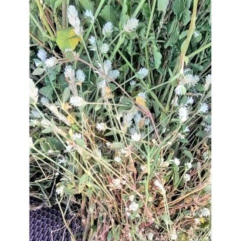 Cây Nở Ngày Tươi 1kg .Nhiều công dụng trong Đông y.
