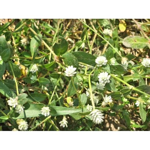 Cây Nở Ngày Tươi 1kg .Nhiều công dụng trong Đông y.
