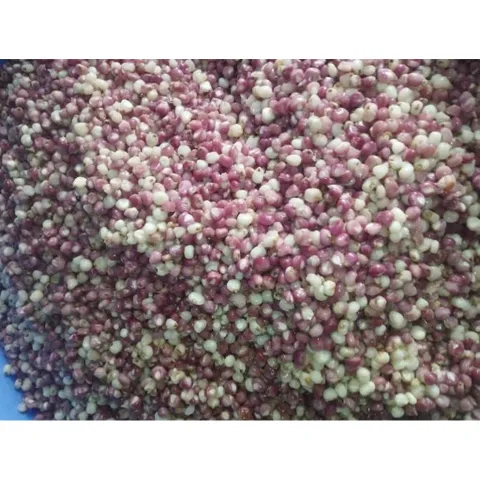 Ngô Nếp Tím Rang Củi Đặc Sản Điện Biên Túi 300g - Ngô Sóc Mắm Cay Giòn Rụm Bùi Béo Đồ Ăn Vặt Gói Lớn Siêu Hời