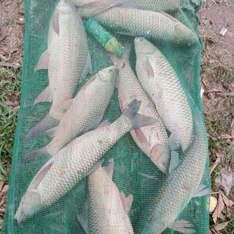 CỬU VỊ HƯƠNG CHUYÊN TRẮM CỎ, CHÉP