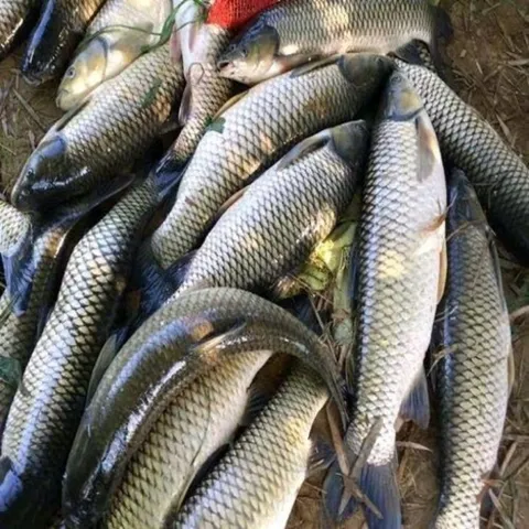 Bộ Hương Liệu Câu Trắm Trắng TN