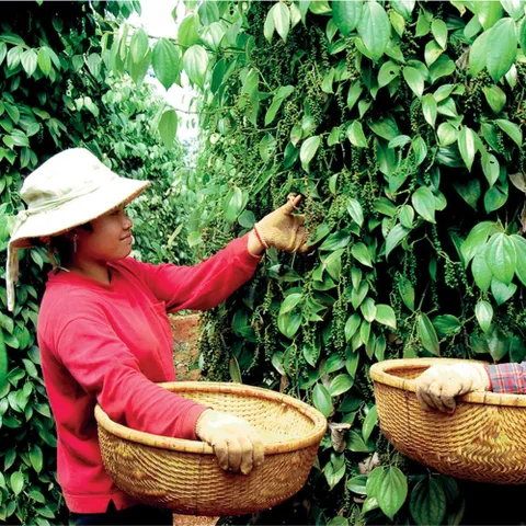ComBo tiêu rang hạt và tiêu hạt MacPepper-Bao gồm cối xay và hủ (350g)