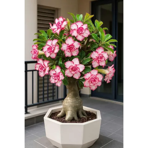 Hạt giống hoa sứ kép Thái Lan - Bịch 10 hạt – Mã số 2035