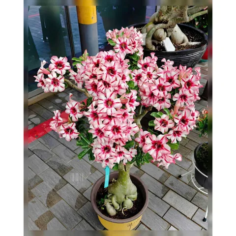 Hạt giống hoa sứ kép Thái Lan - Bịch 10 hạt – Mã số 2038