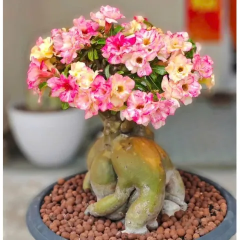 Hạt giống hoa sứ kép Thái Lan - Bịch 10 hạt – Mã số 2016 790176