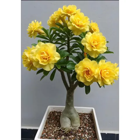 Hạt giống hoa sứ kép Thái Lan - Bịch 10 hạt – Mã số 2023 790178