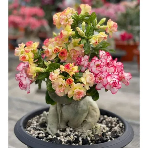 Hạt giống hoa sứ kép Thái Lan 2 màu trắng, vàng viền hồng cánh xoăn - Bịch 10 hạt – Mã số 2015 790182