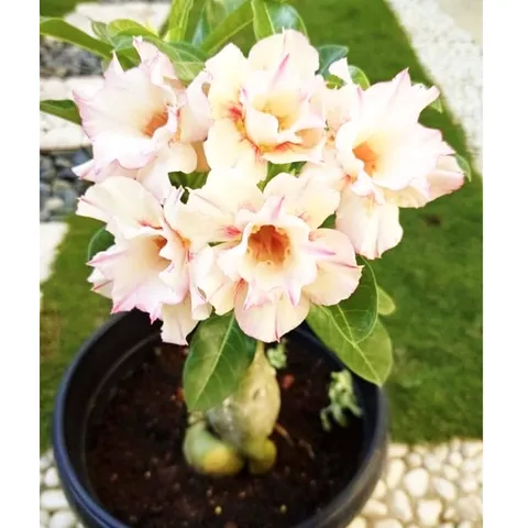 Hạt giống hoa sứ kép giống Ấn Độ hoa vàng sọc hồng cánh nhọn - Bịch 10 hạt – Mã số 1799 790266