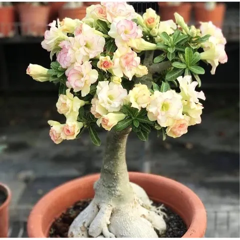 Hạt giống hoa sứ kép Bonsai màu vàng - Bịch 10 hạt – Mã số 1800 790269