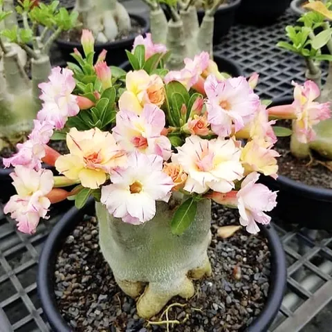 Hạt giống hoa sứ kép thân lùn cánh nhọn 3 tầng - Bịch 10 hạt – Mã số 1757 790295