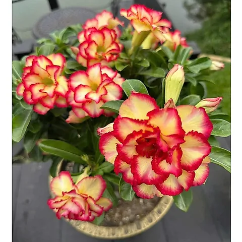 Hạt giống hoa sứ kép Thái Lan Thiên Vương nhiều tầng màu vàng viền đỏ - Bịch 10 hạt – Mã 1996
