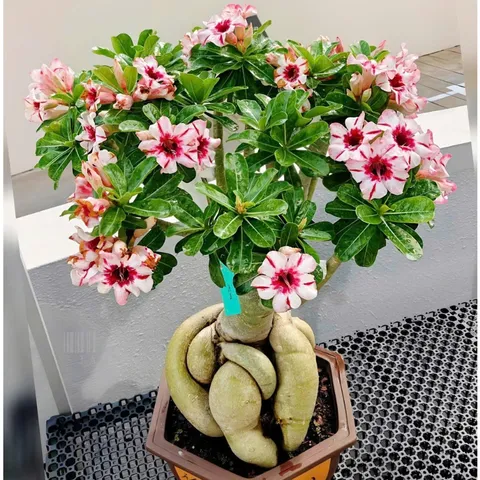 Hạt giống hoa sứ kép Thái Lan màu trắng đốm đỏ 5 cánh - Bịch 10 hạt – Mã số 1648