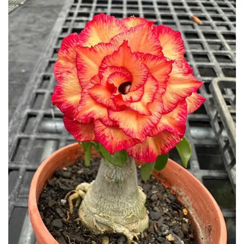 Hạt giống hoa sứ kép Thái Lan thiên vương màu cam vàng cánh to nhiều tầng - Bịch 10 hạt – Mã số 1595