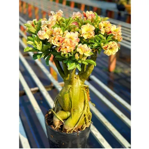 Hạt giống hoa sứ ghép Thái Lan mỏ vịt hoa vàng - Bịch 10 hạt – Mã số 2093 - 1 790348