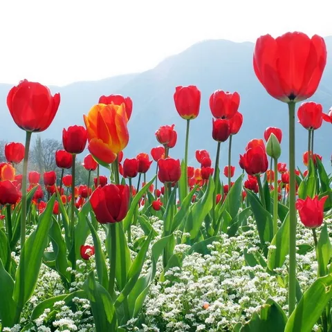 Hạt giống hoa Tulip – Bịch 10 hạt – Mã số 1478 790349