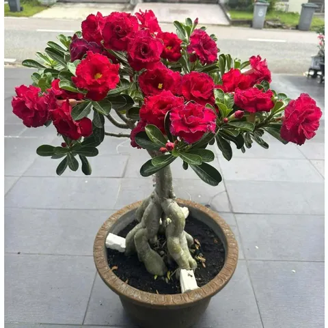 Hạt giống hoa sứ Thái Lan Thiên Vương màu đỏ thẫm nhụy vàng – Bịch 10 hạt – Mã số 2112 790358