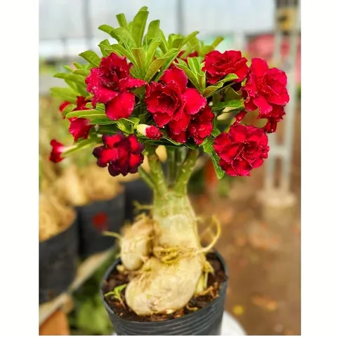 Hạt giống hoa sứ ghép hoa Thiên Vương cánh đỏ đen - Bịch 10 hạt – Mã số 2094 790369