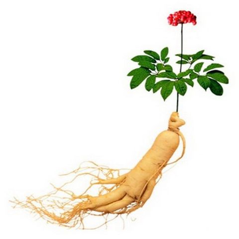 Bịch 10 hạt giống nhân sâm Hàn Quốc – Mã số 1303