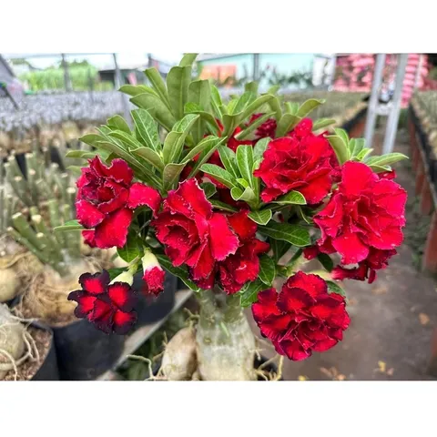 Hạt giống hoa sứ ghép hoa Thiên Vương cánh đỏ đen - Bịch 10 hạt – Mã số 2094 790369