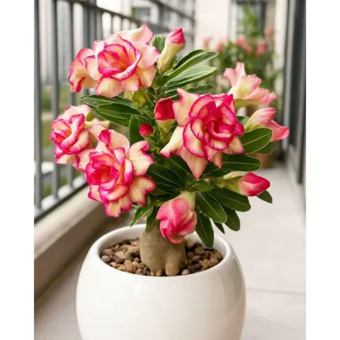 Hạt giống hoa sứ sa mạc màu vàng viền cánh hồng - Bịch 10 hạt - Mã số 2109 790368