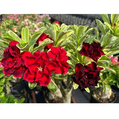 Hạt giống hoa sứ ghép hoa Thiên Vương cánh đỏ đen - Bịch 10 hạt – Mã số 2094 790369