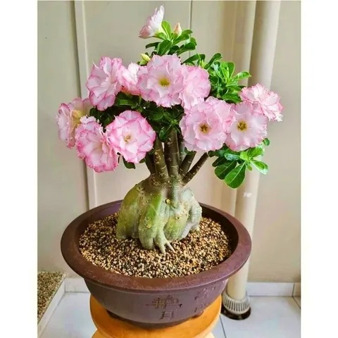 Hạt giống hoa sứ ghép hồng tiên Thái Lan nhiều tầng cánh nhọn - Bịch 10 hạt – Mã số 2081 790377
