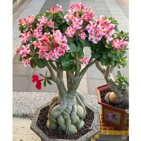 Hạt giống hoa sứ kép Thái Lan màu trắng hồng Kỳ Duyên - Bịch 10 hạt - Mã số 2059 790378