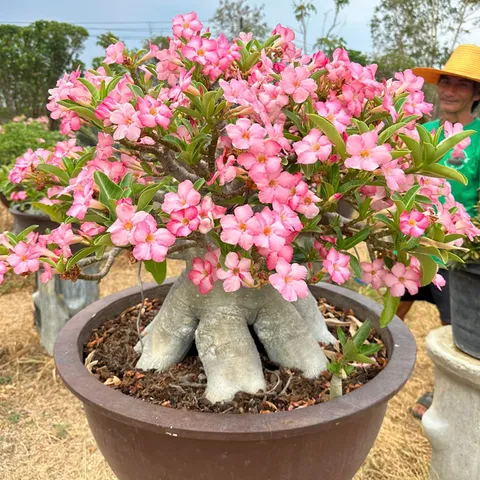 Bịch 10 hạt giống Hoa sứ hồng tiên 5 cánh hồng phấn – Mã 1427