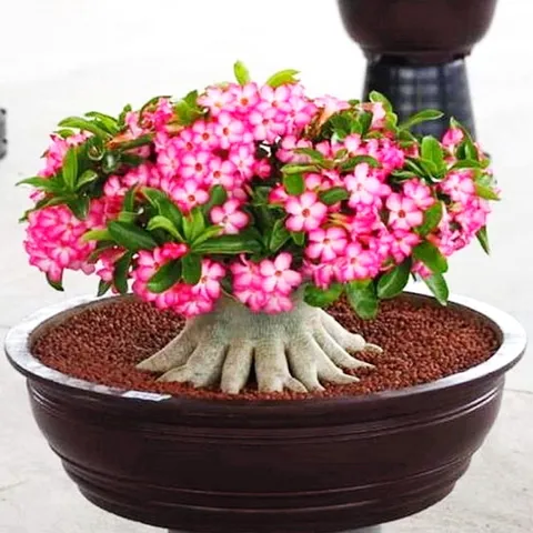 Hạt giống hoa sứ Thái Lan Bonsai cây lùn, mix màu hồng trắng - Bịch 10 hạt – Mã số 1458 790382