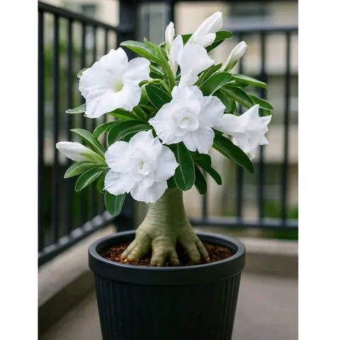 Hạt giống hoa sứ Thái Lan màu trắng tuyết cánh to – Bịch 10 hạt – Mã số 2100 790391