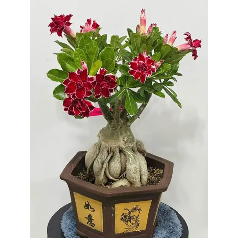 Hạt giống hoa sứ Thái Lan đuôi hạc màu đỏ sẫm - Bịch 10 hạt - Mã số 2063 790394