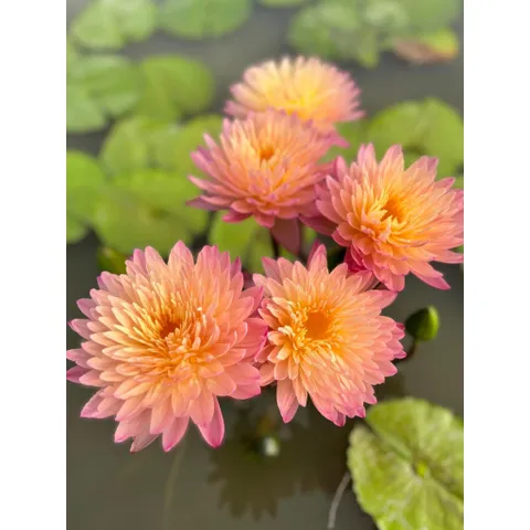 Hạt giống hoa súng Thái Lan Mini màu cam hồng - Bịch 10 hạt - Mã số 2000 120325 790412