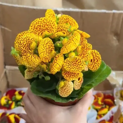 Hạt giống hoa Huyền Sâm - Bịch 10 hạt - Mã số 2000 160225