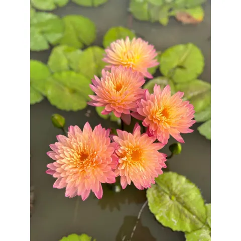 Hạt giống hoa súng Thái Lan Mini màu cam hồng - Bịch 10 hạt - Mã số 2000 120325 790412