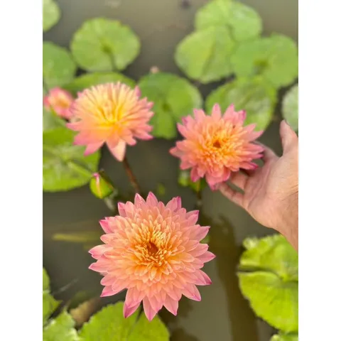 Hạt giống hoa súng Thái Lan Mini màu cam hồng - Bịch 10 hạt - Mã số 2000 120325 790412